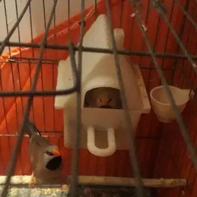 پرنده قناری فنچ سهره|پرنده|تهران, نازیآباد|دیوار