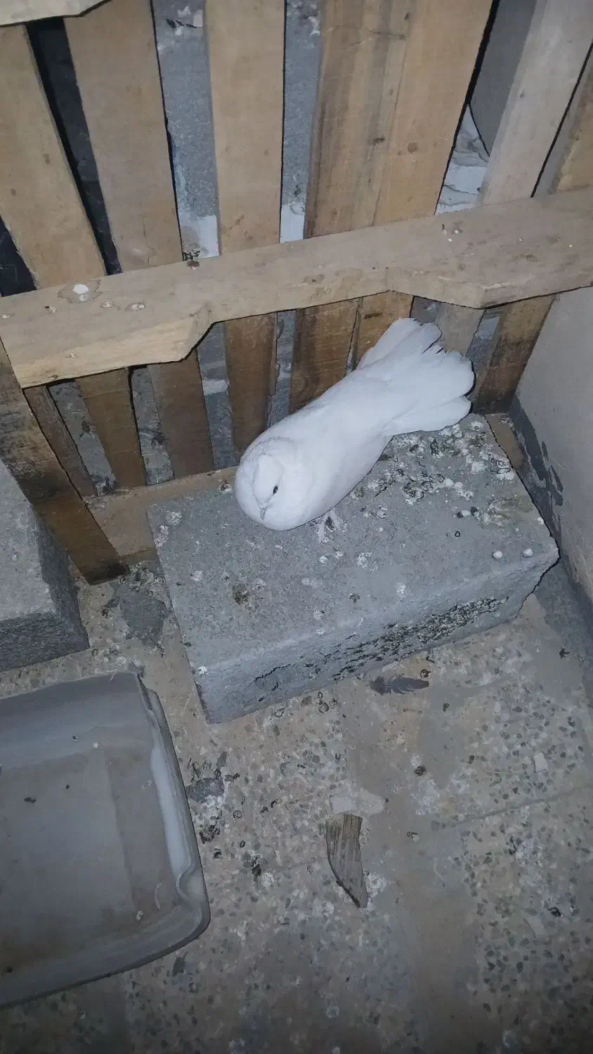 دم چتری|پرنده|شاهینشهر, گزبرخوار|دیوار