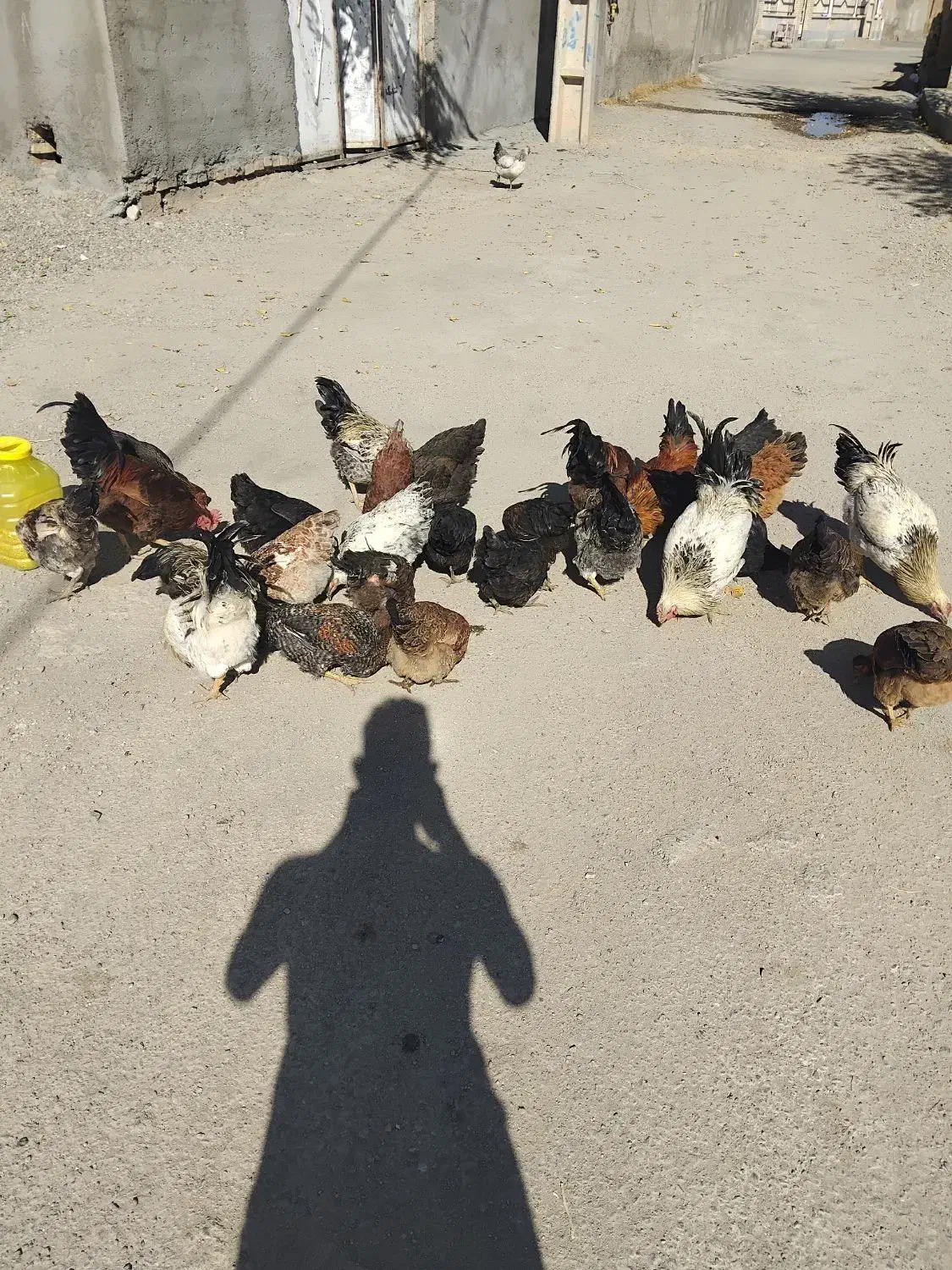 مرغ و خروس|حیوانات مزرعه|انگوران, |دیوار