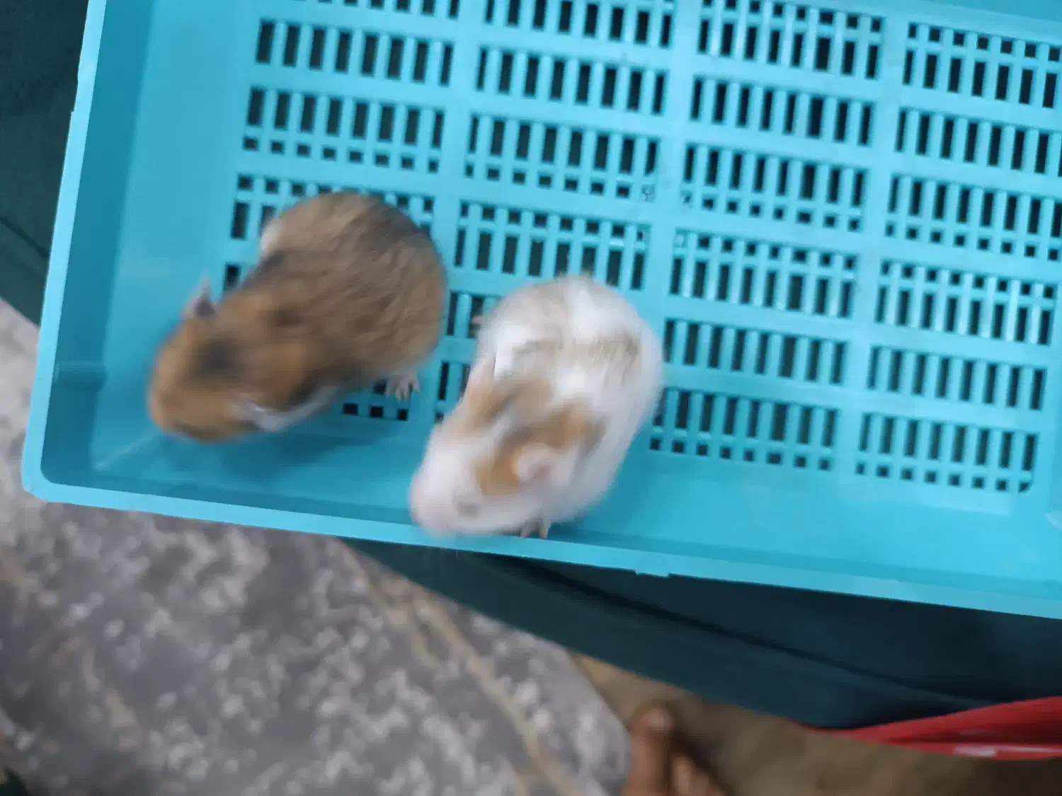 همستر|موش و خرگوش|اصفهان, بهارستان|دیوار