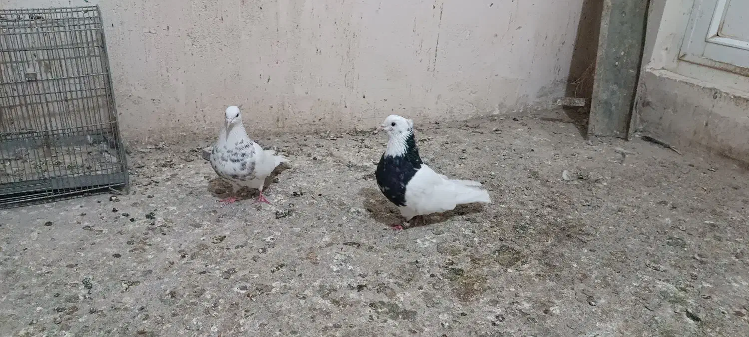 طوقی کاکلی و کله دم سبز|پرنده|همدان, |دیوار