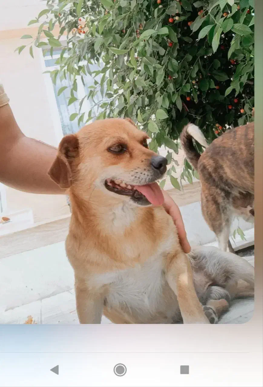 یک جفت سگ پاکوتاه|سگ|شیروان (خراسان), |دیوار