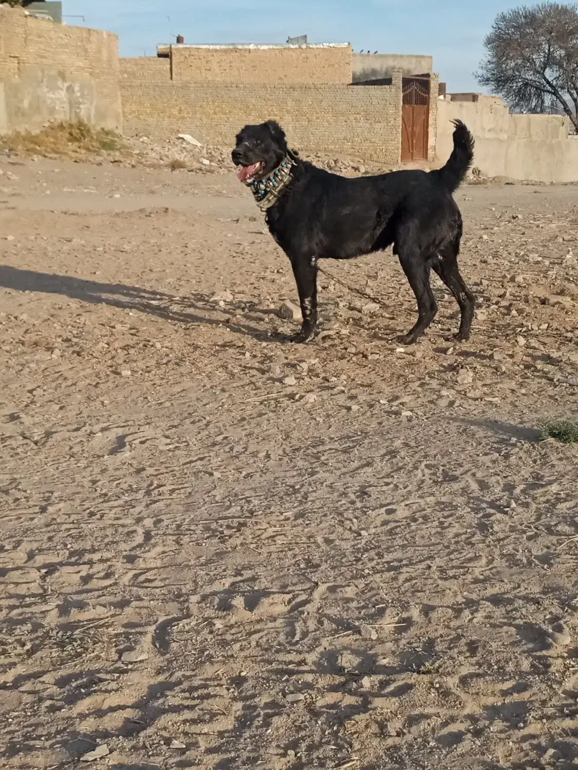 فروشی|سگ|تربت‌حیدریه, ده پائین|دیوار