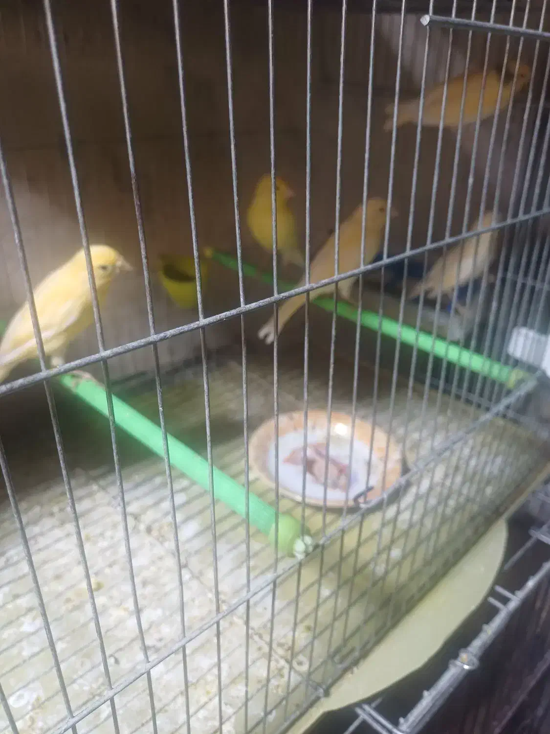 قناری|پرنده|اردبیل, |دیوار