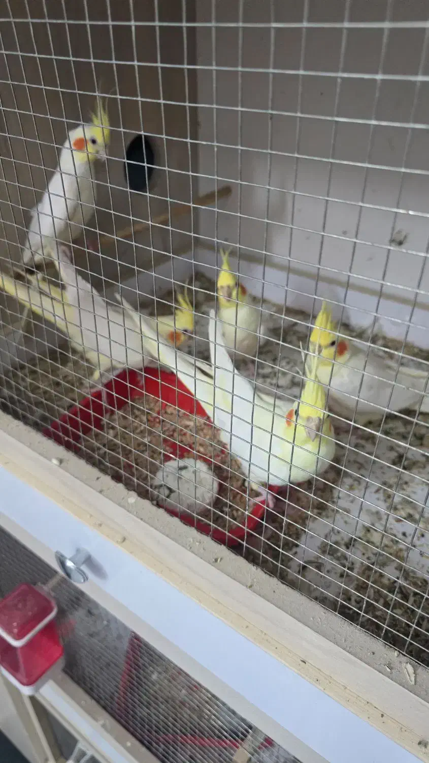 فروش عروس هلندی در جم|پرنده|جم, |دیوار