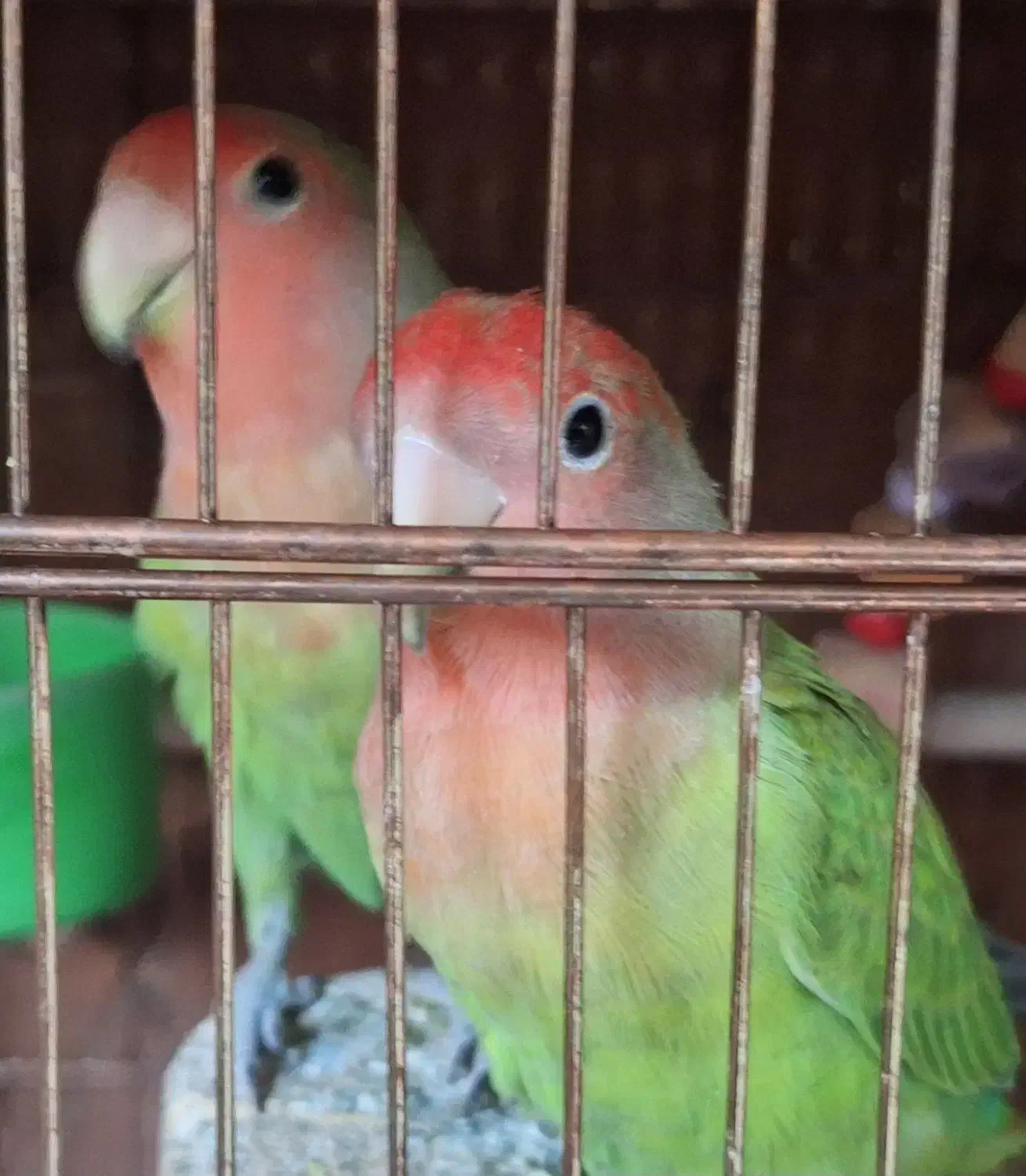 طوطی برزیلی  شیطون و بازیگوش دستی|پرنده|تهران, مرزداران|دیوار