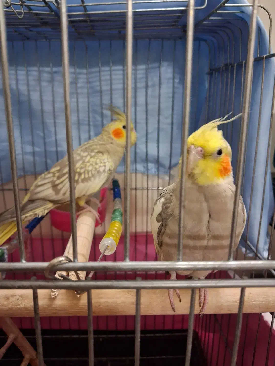 عروس هلندی نر و‌ماده به همراه قفس|پرنده|تهران, مقدم|دیوار