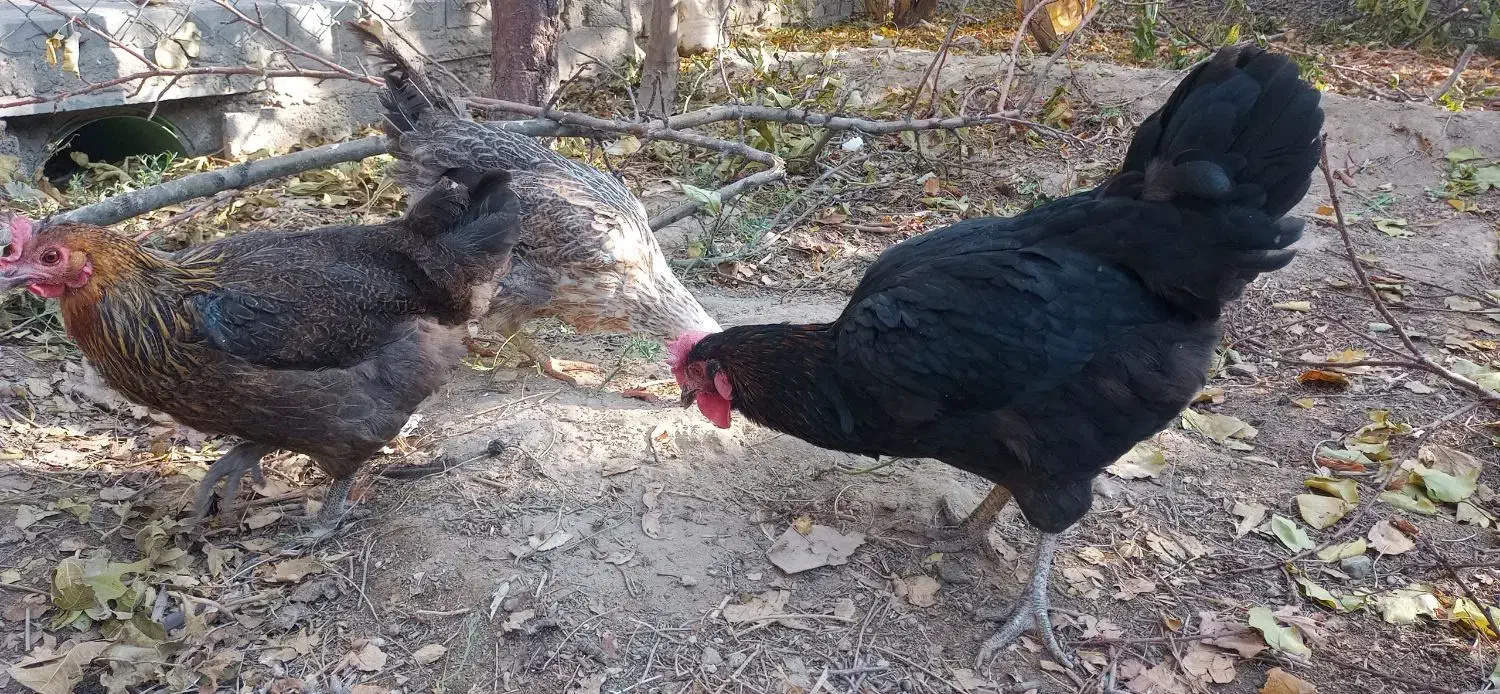 مرغ محلی تخمگذار|حیوانات مزرعه|خسروشاه, |دیوار