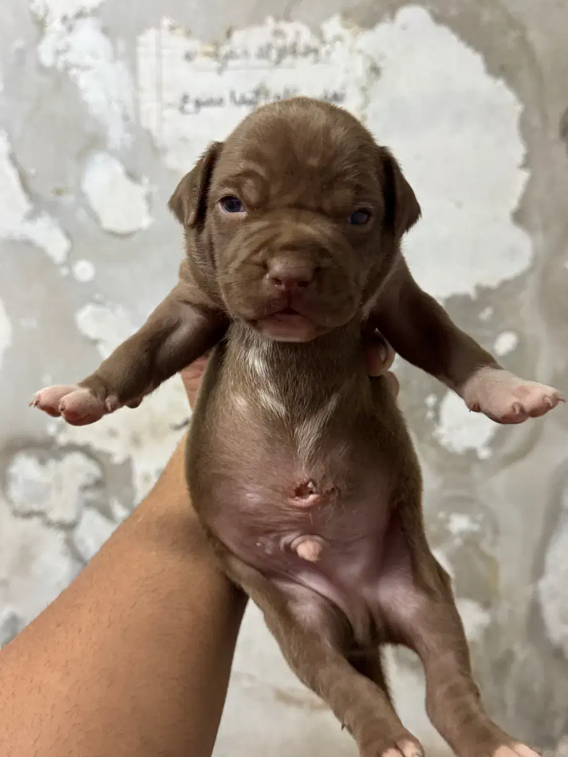 پیتبول امریکن بولی|سگ|بندر انزلی, پیل علی باغ|دیوار