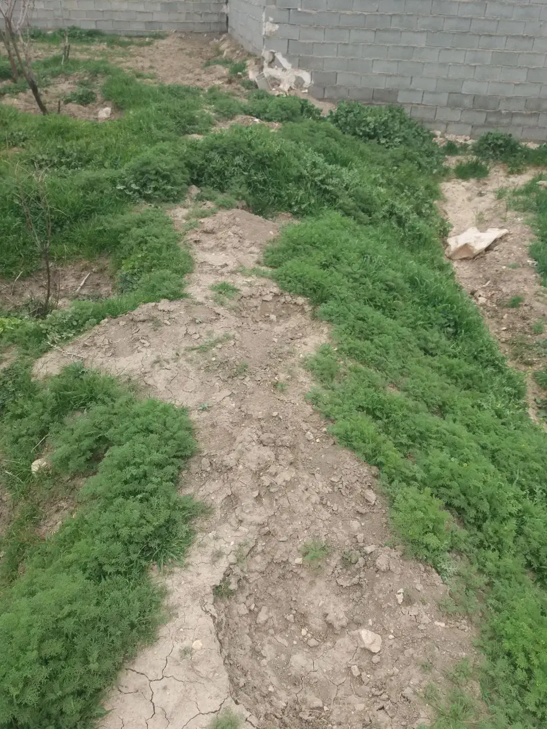 زمین کشاورزی وباغچه درروستای بردج|فروش دفتر صنعتی، کشاورزی، تجاری|شیراز, بریجستون|دیوار