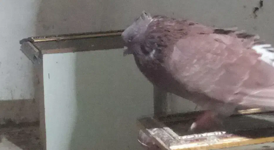 سرخ نرکاکول|پرنده|گرگان, |دیوار