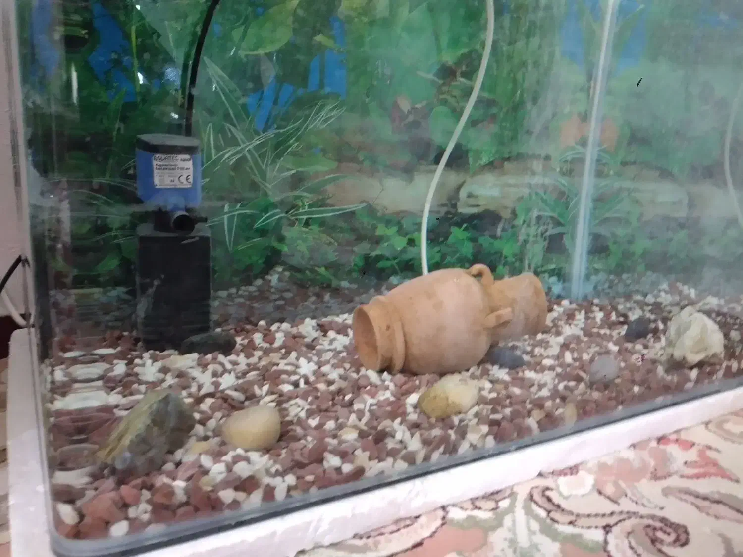 آکواریوم خم شرکتی با وسایل|ماهی|کرمانشاه, |دیوار