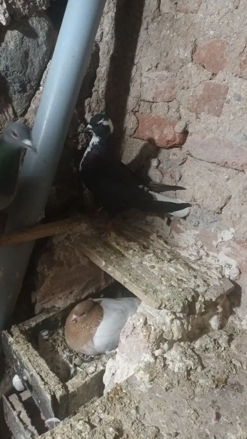 قره عرب|پرنده|مراغه, |دیوار