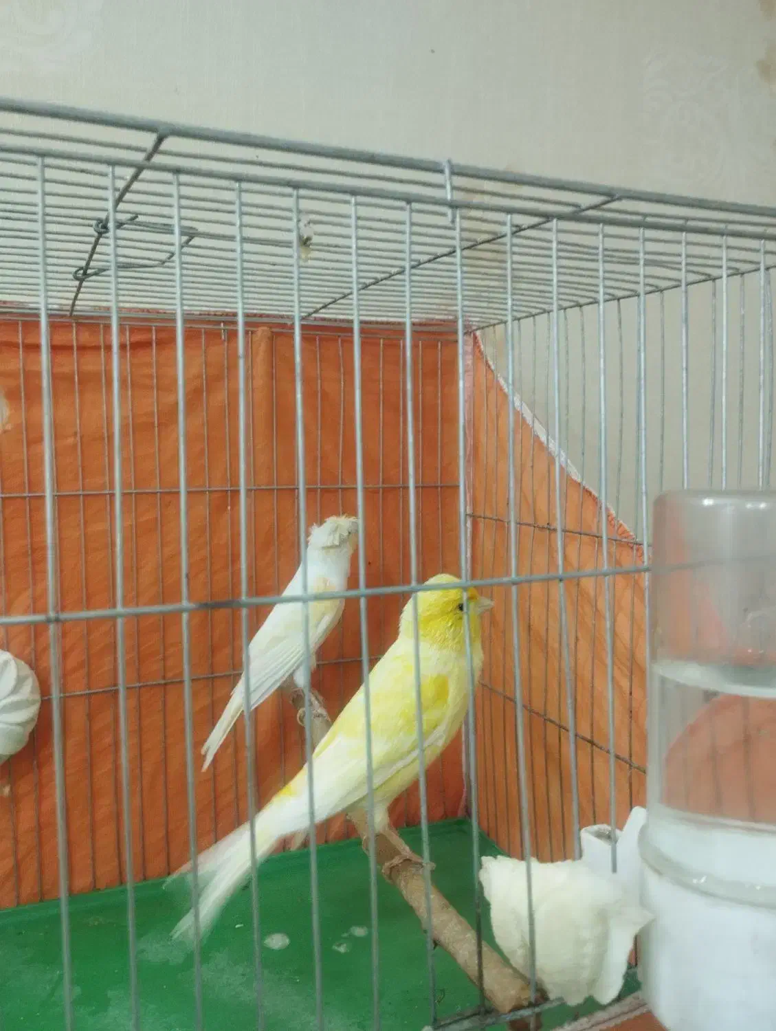 قناری|پرنده|محمدشهر, شهرک پیام (مهرالبرز)|دیوار