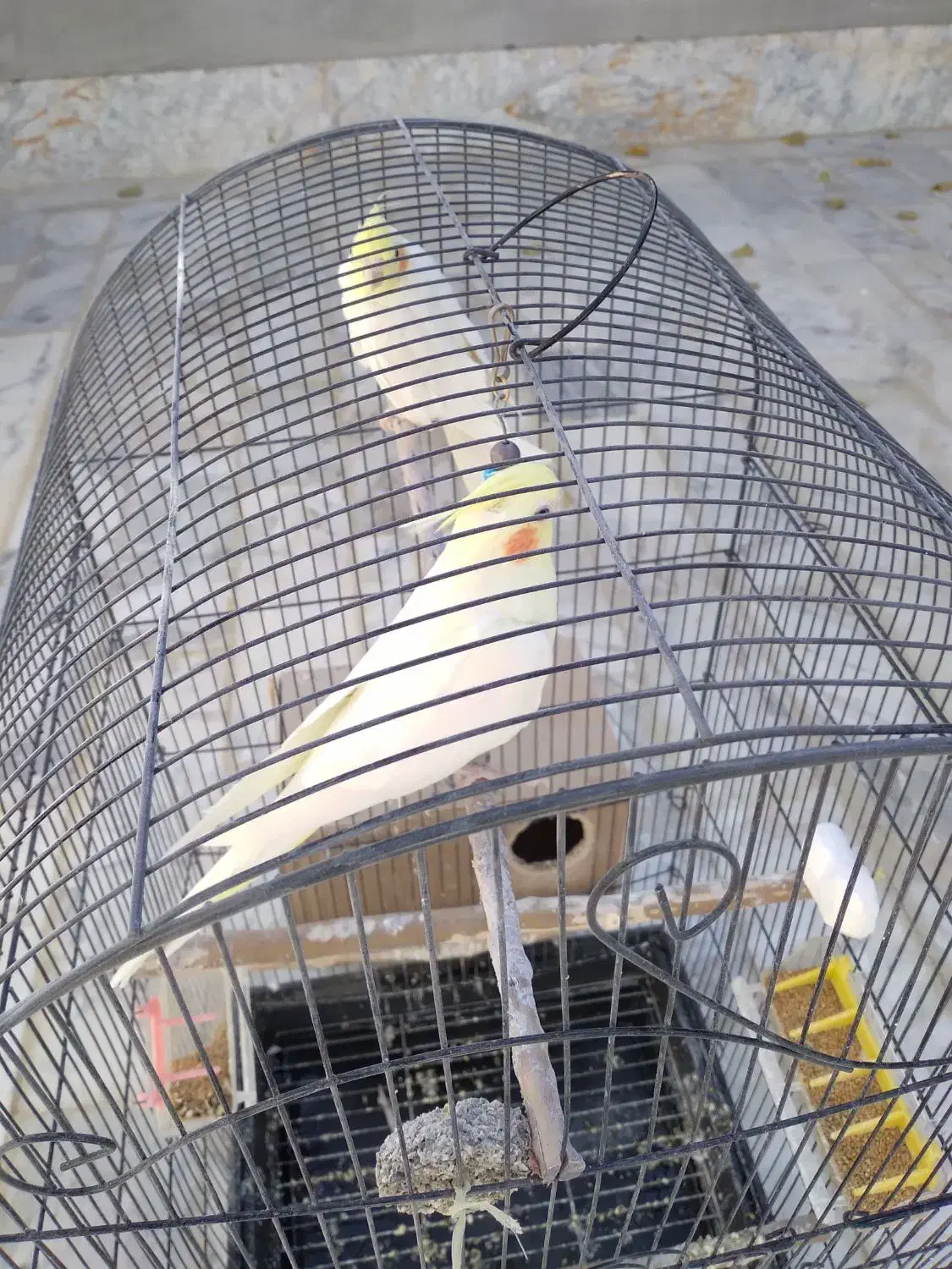 عروس هلندی|پرنده|فارسان, |دیوار