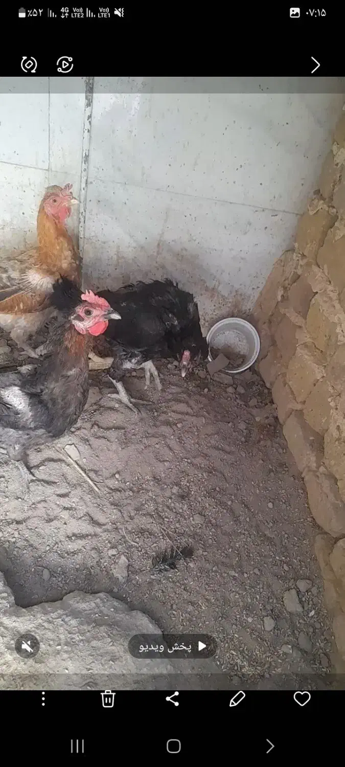 مرغ لاری و مرغ محلی تخم گزار|حیوانات مزرعه|رباط‌کریم, رباط‌کریم|دیوار