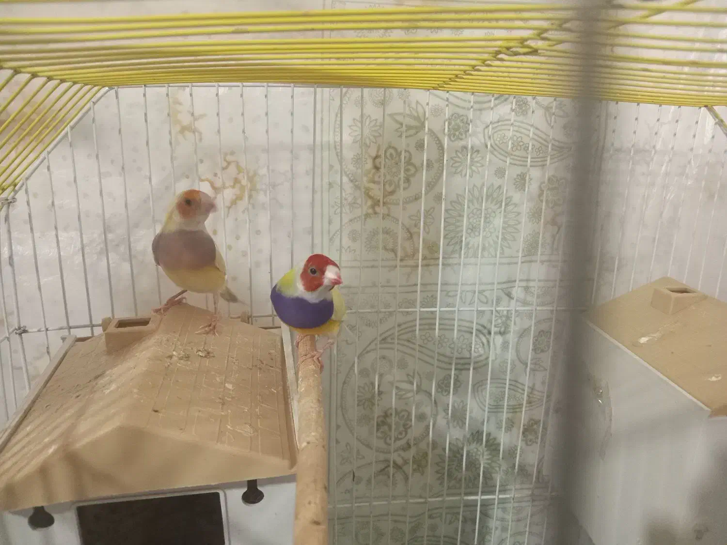 فنج گلدین  باقفس بزرگ|پرنده|آستانه اشرفیه, |دیوار