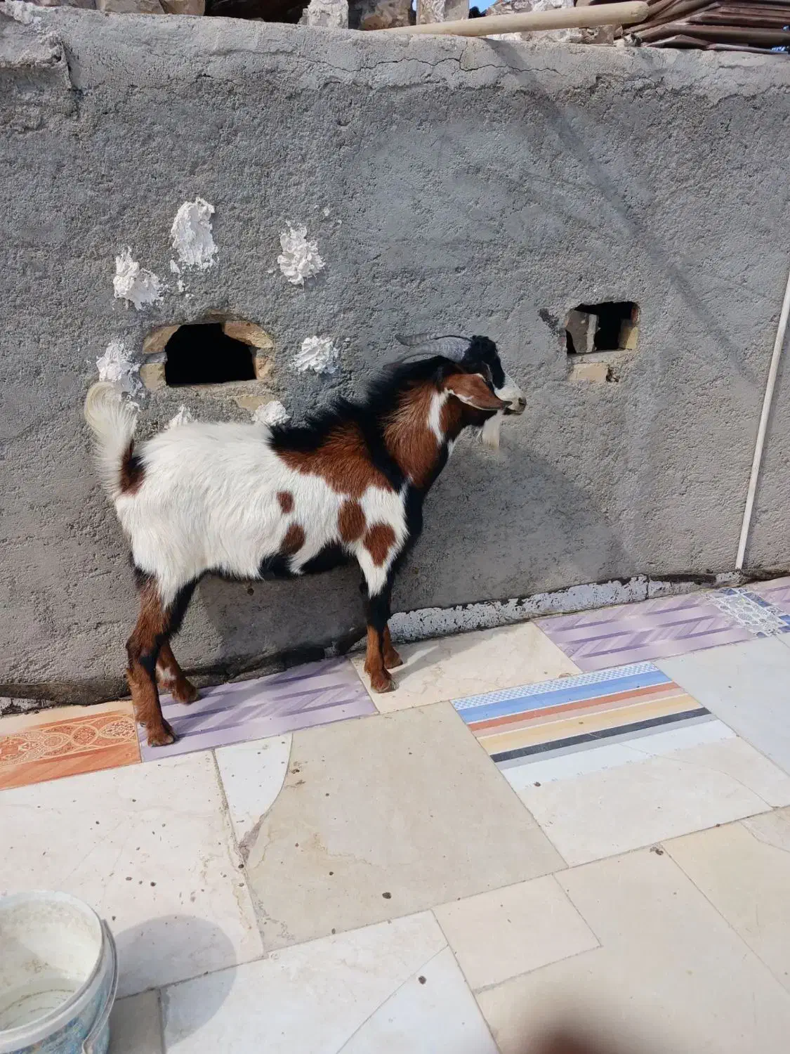 پاچن بدون دندان  مشتری واقعی تماس|حیوانات مزرعه|سراوان, |دیوار