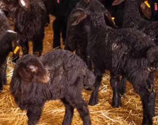 بره نره گوسفند|حیوانات مزرعه|هشتگرد, ینگی امام|دیوار