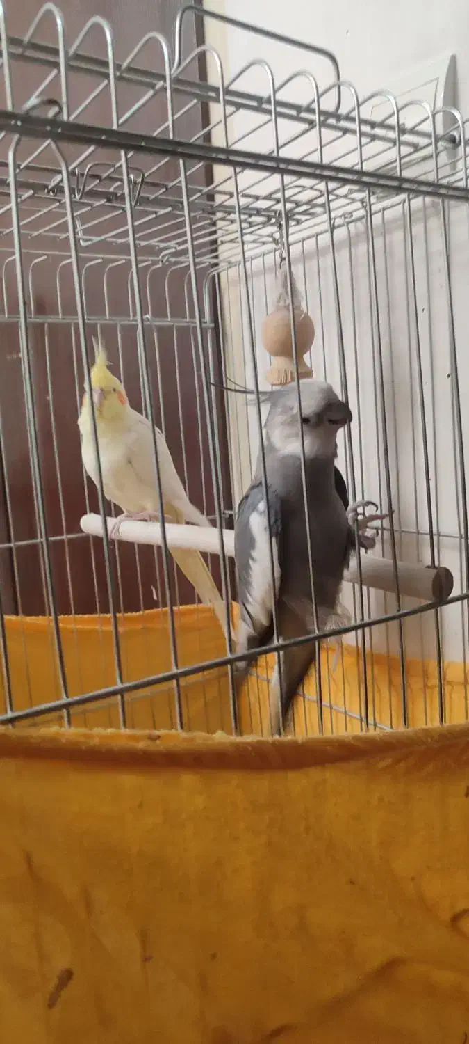 عروس هلندی مولد|پرنده|وحیدیه, |دیوار