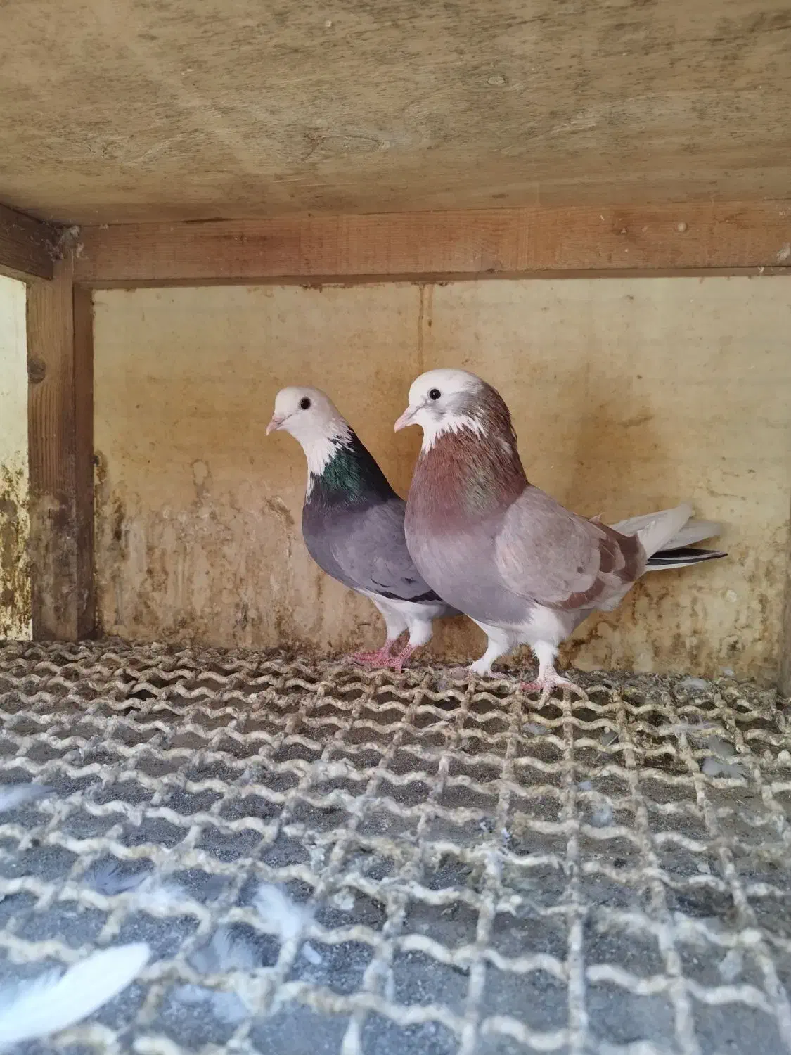 کفتر جفتی|پرنده|فردیس, شهرک ناز|دیوار