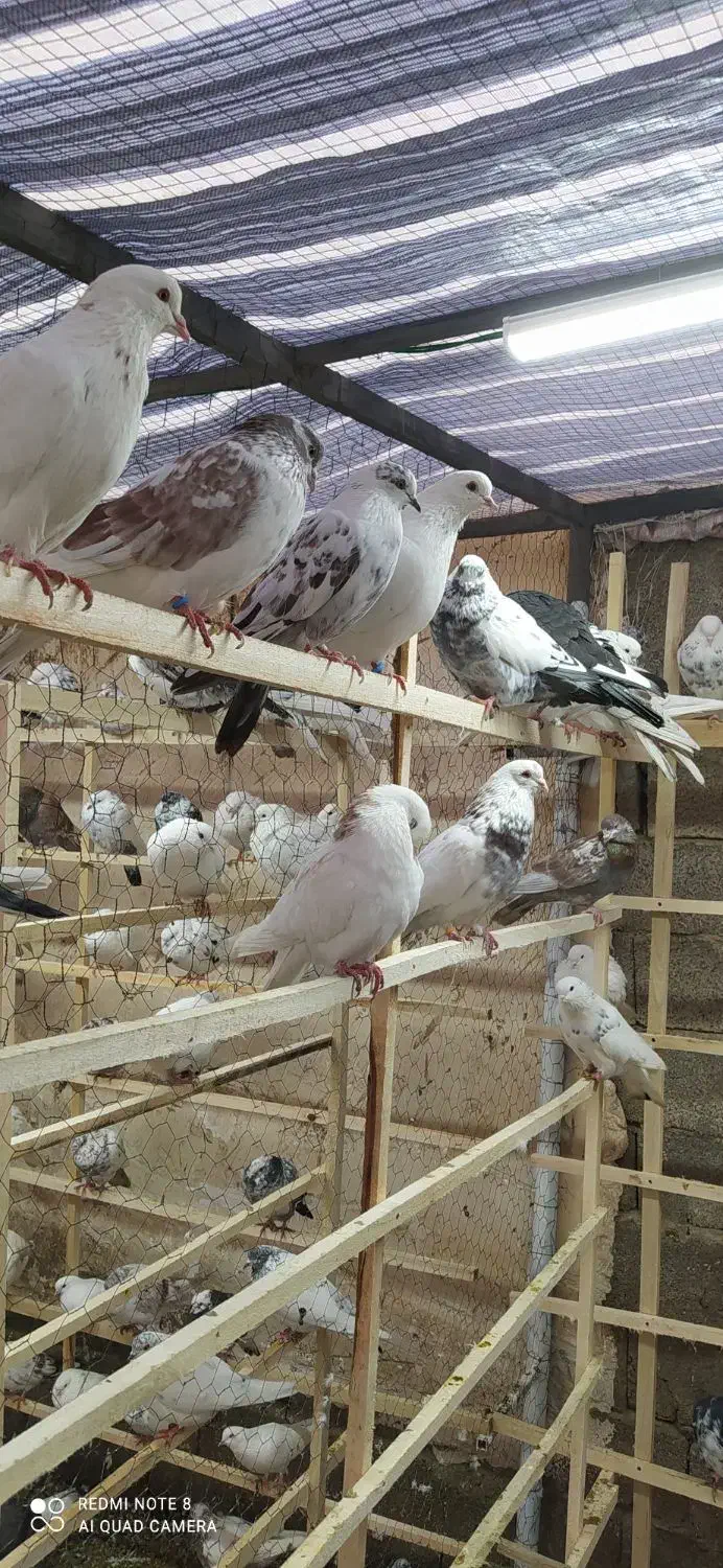 کبوتر یا کفتر فروشی|پرنده|محمدشهر, محمدشهر|دیوار