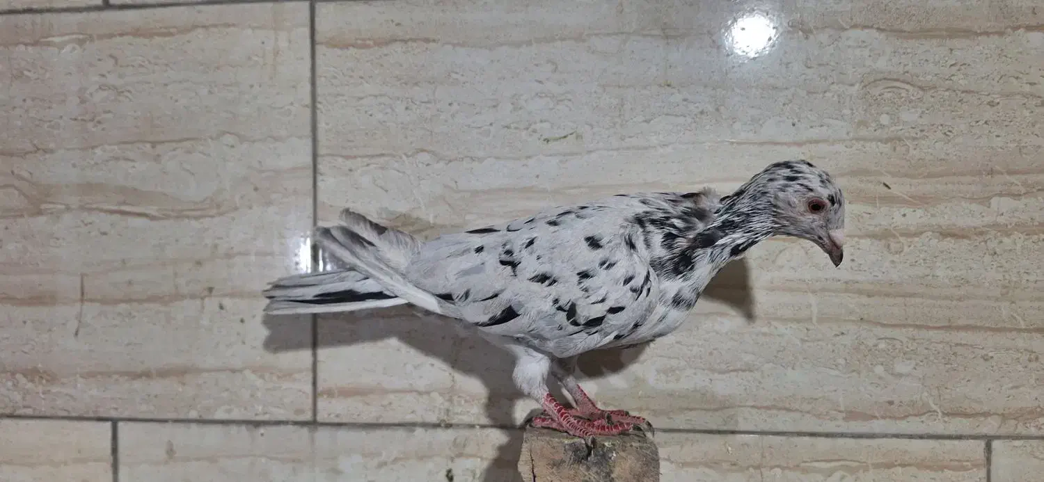 کبوترسرور ماده|پرنده|پاکدشت, خاتون آباد|دیوار