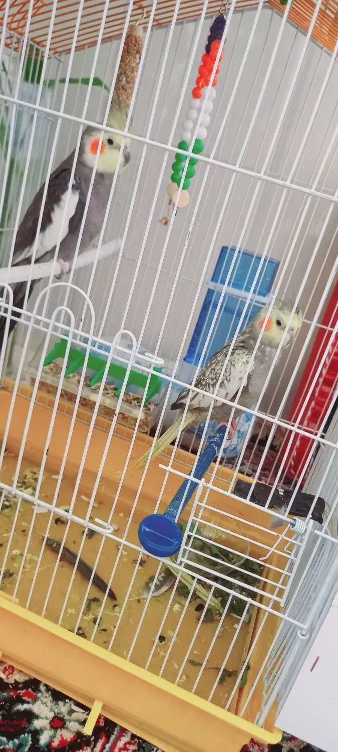 پرنده|پرنده|بافت, |دیوار