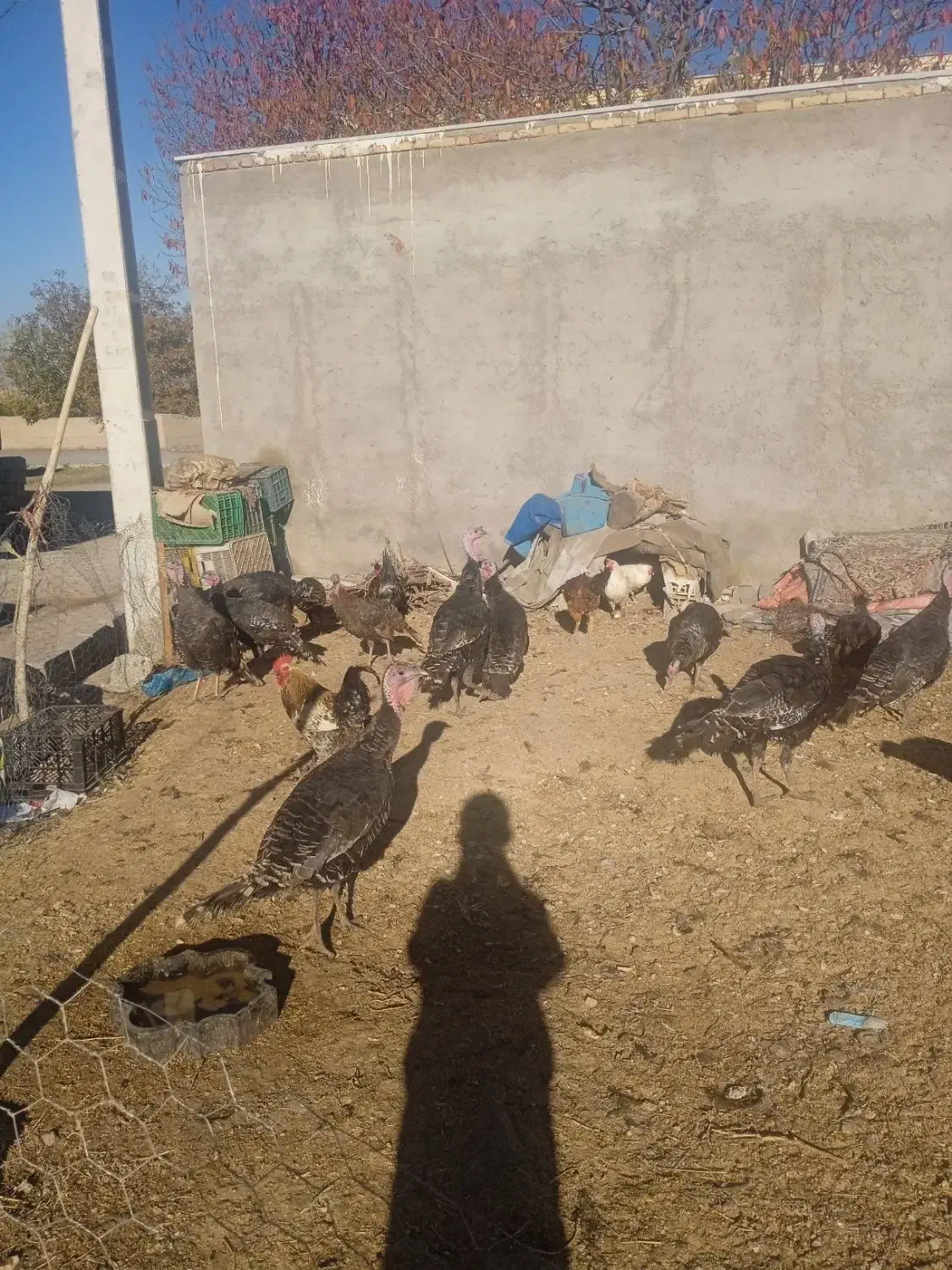 بوقلمون طبیعی|حیوانات مزرعه|مشگین شهر, |دیوار