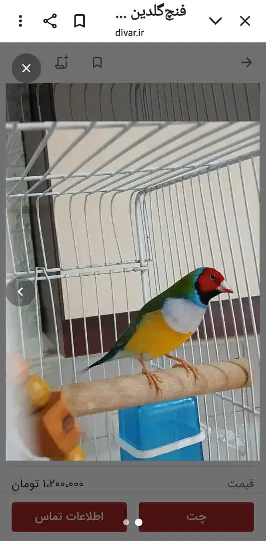 گلدین فروشی فقط از تو سالن خودت انتخاب کن|پرنده|گوراب زرمیخ, |دیوار