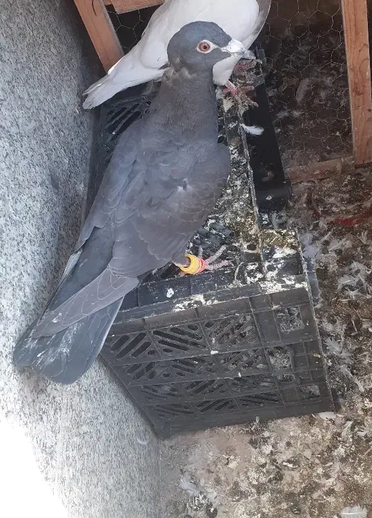 کفتر زاغ المانی|پرنده|پاکدشت, پاکدشت (مامازند)|دیوار