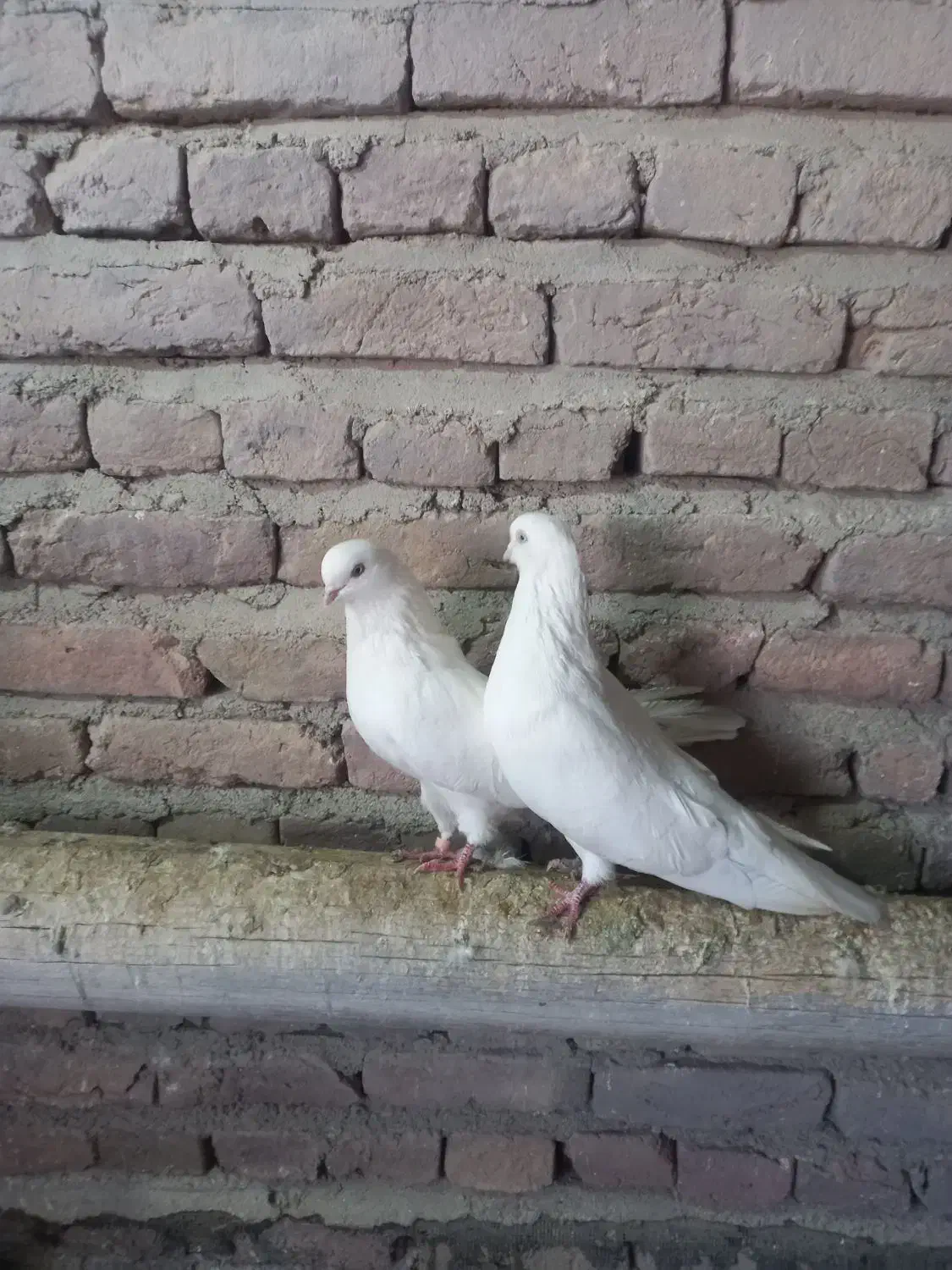 کبوتر سفید|پرنده|چهاربرج, |دیوار