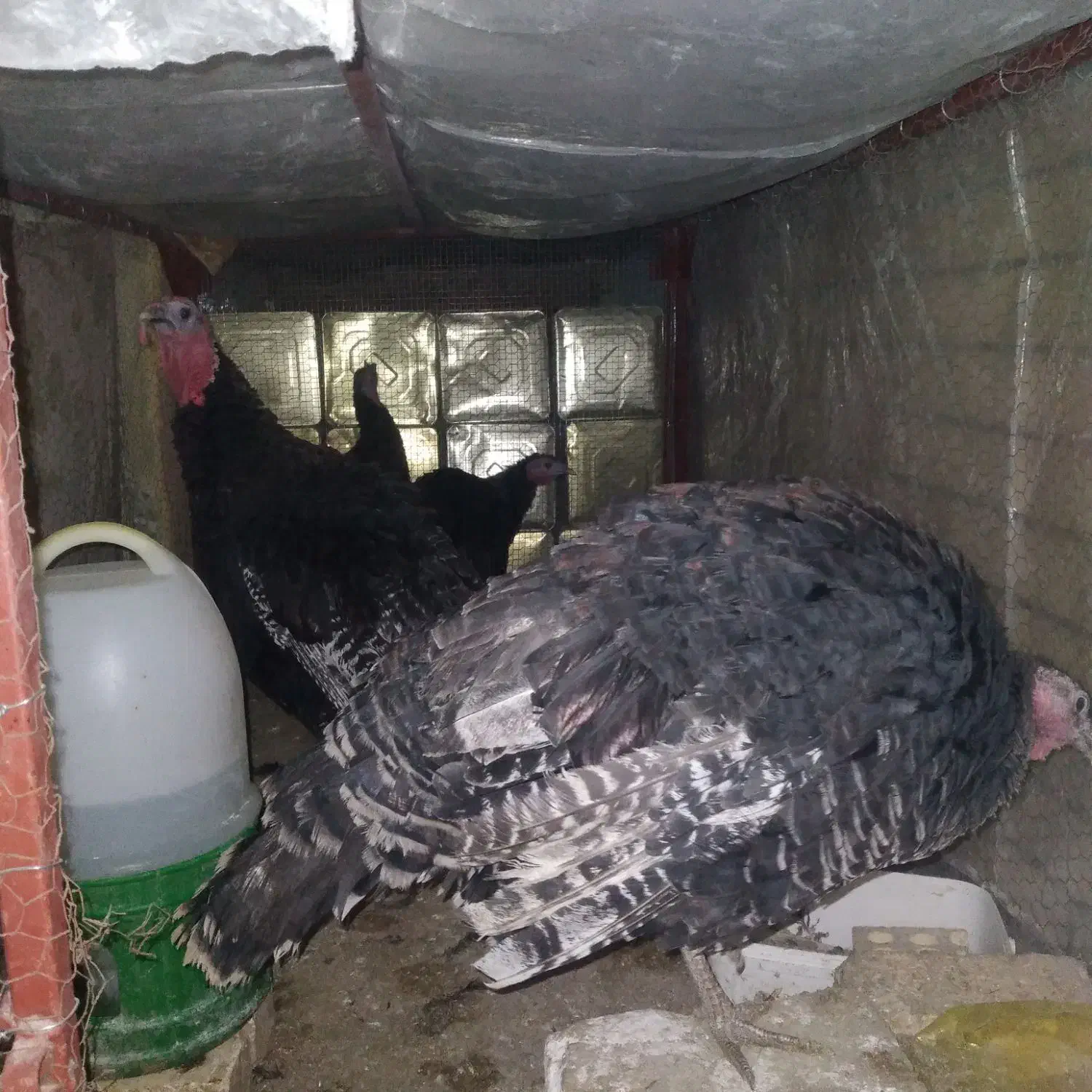 بوقلمون|حیوانات مزرعه|اردکان, |دیوار