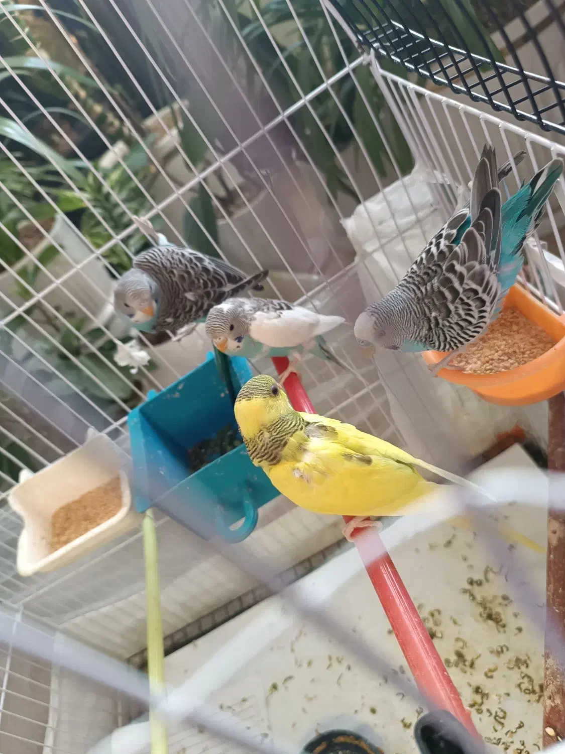 6 تا مرغ عشق معاوضه با عروس هلندی ماده|پرنده|گلبهار, شهر جدید گلبهار|دیوار