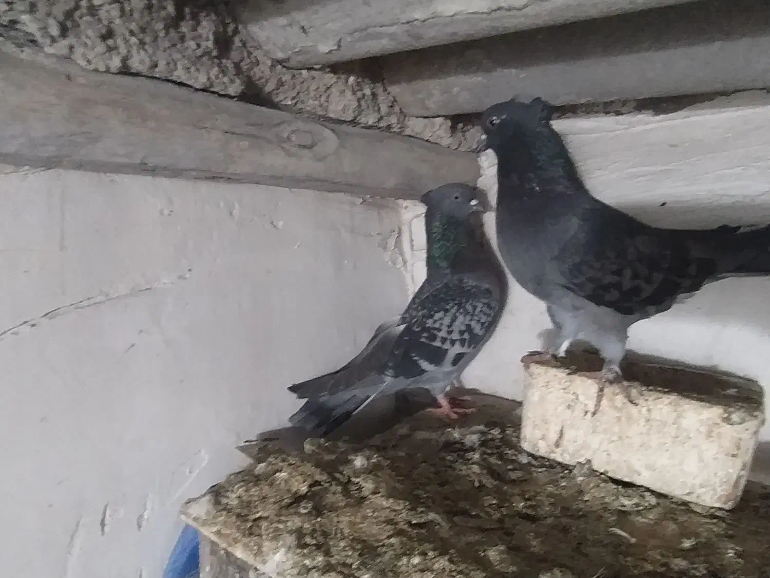 کبوتر|پرنده|گرگان, |دیوار