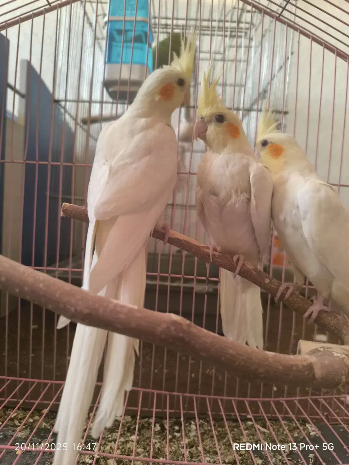 عروس هلندی|پرنده|زنجان, |دیوار