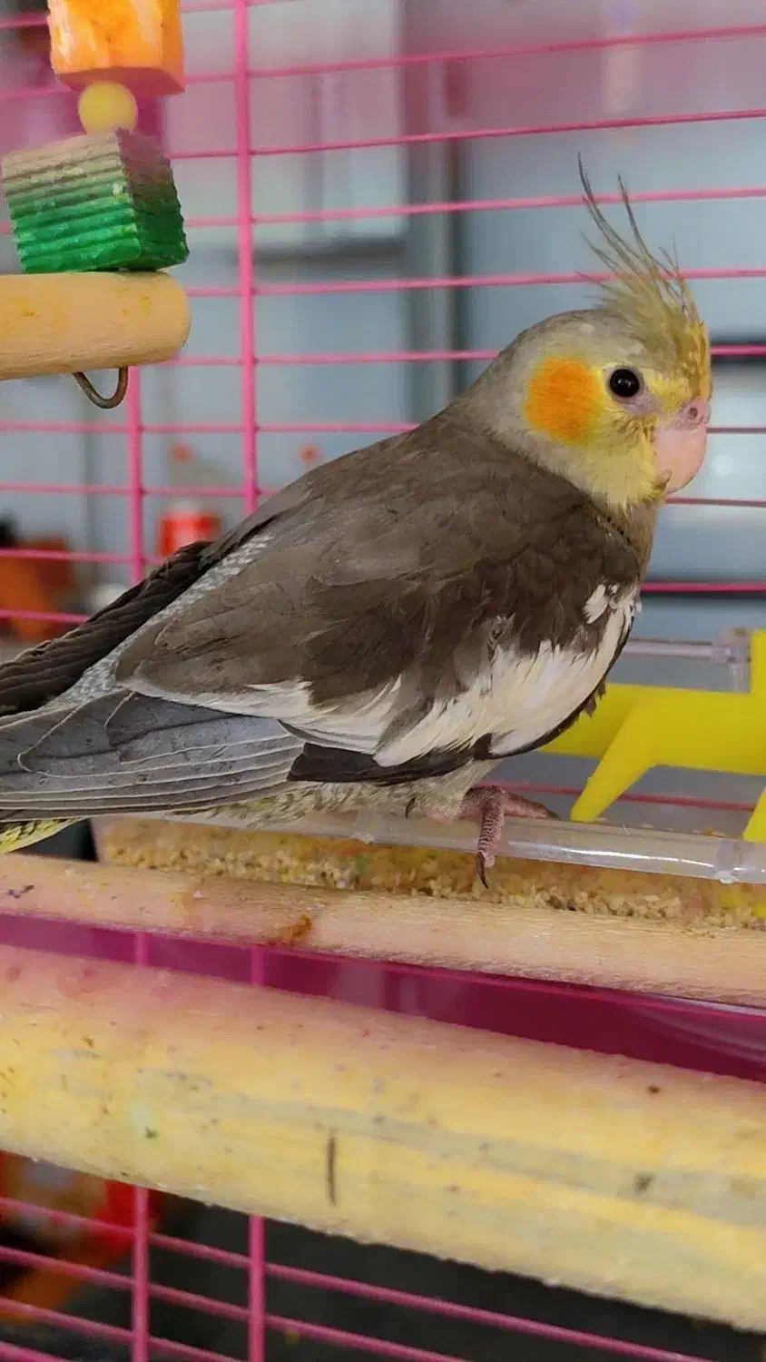 عروس هلندی گم شده|پرنده|محمدشهر, جعفرآباد|دیوار