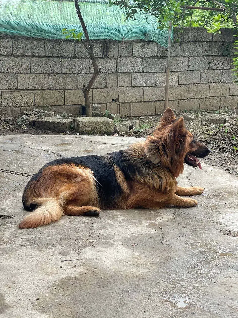 ژرمن شولاین ماده|سگ|رشت, پل تالشان|دیوار