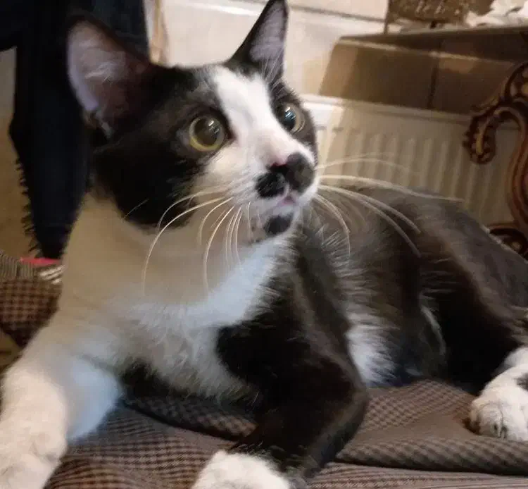 واگذاری گربه|گربه|نجف‌آباد, شریعتی|دیوار