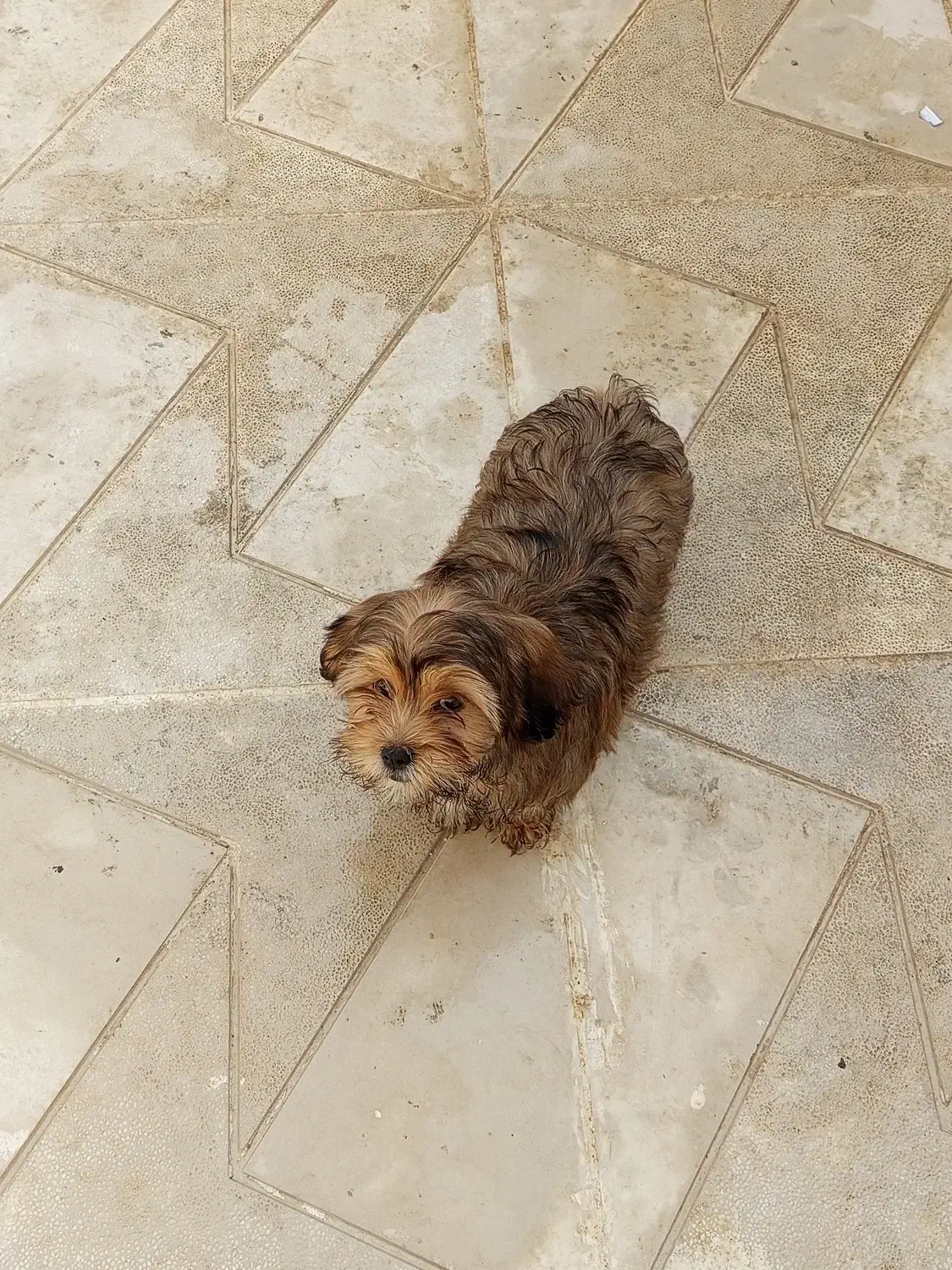 سگ پاکوتاه خونگی|سگ|بجنورد, |دیوار