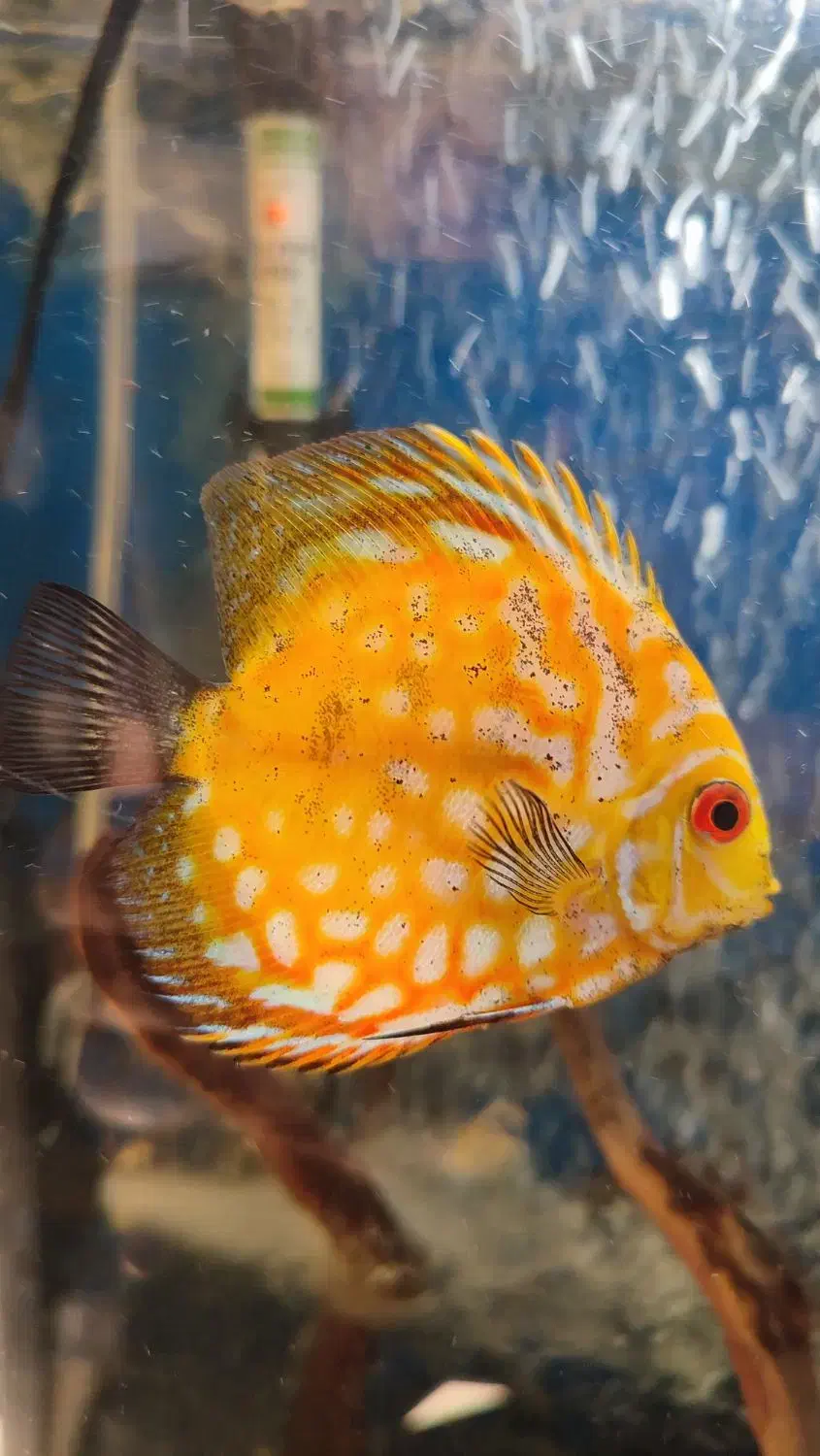 چهار عدد ماهی دیسکس بسیار زیبا و سرحال|ماهی|کرج, فاز ۴ مهرشهر|دیوار