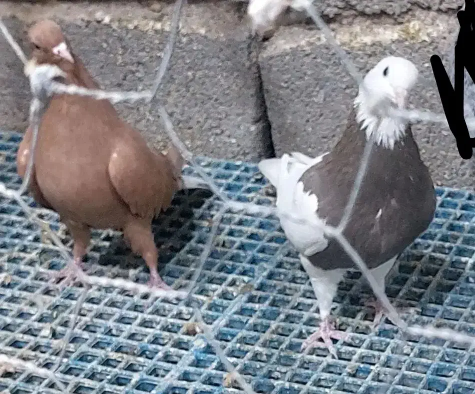 ۶ عدد ماده طوقی ودم سفید|پرنده|ابرکوه, |دیوار