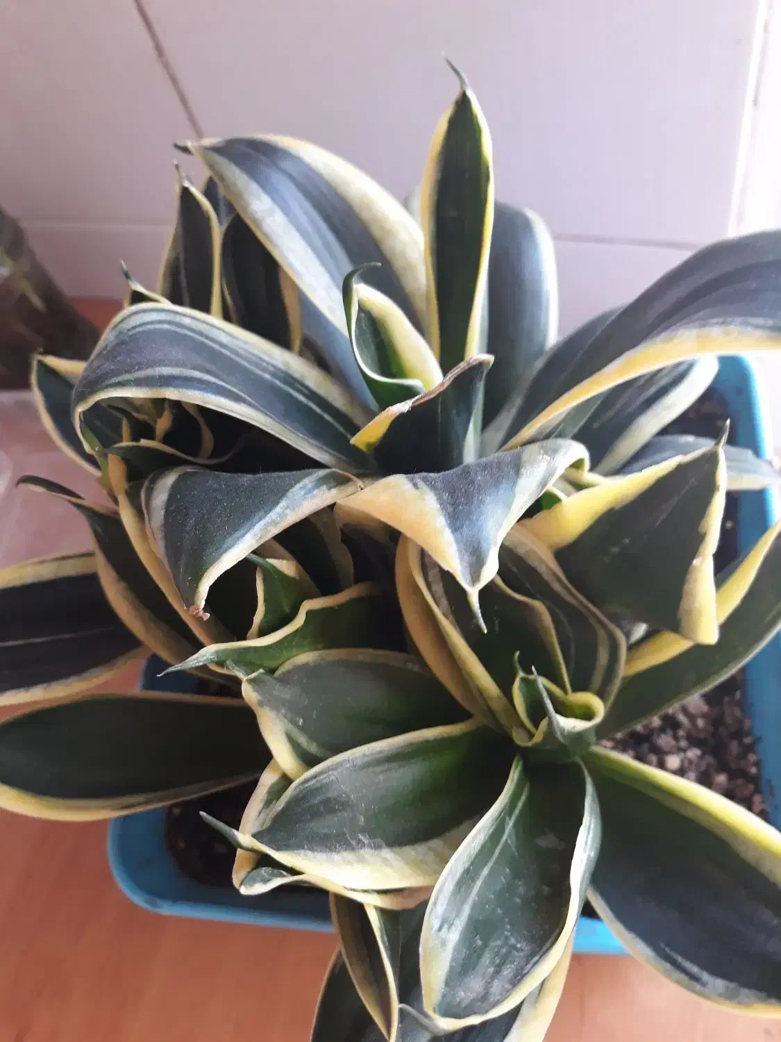 گل و گیاه سنسوریا|گل و گیاه طبیعی|فردیس, سرحدی|دیوار