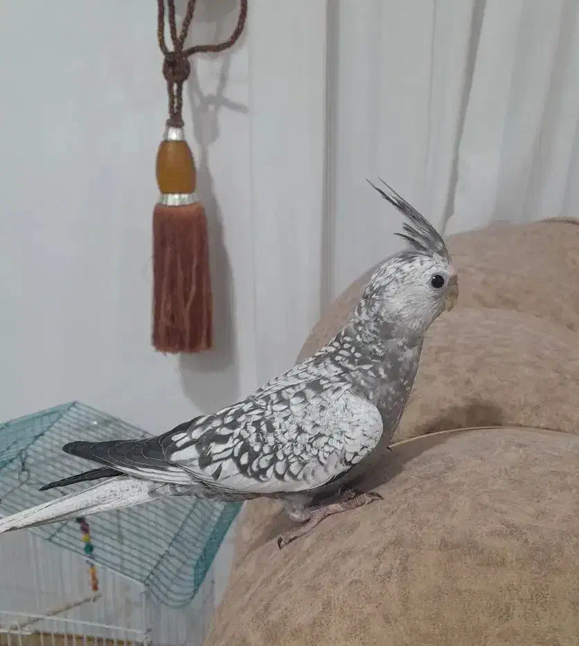 عروس هلندی|پرنده|رحیمآباد, |دیوار