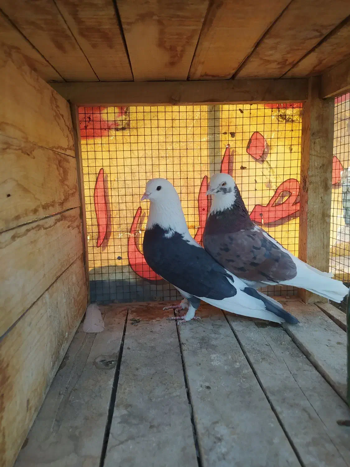 کبوتر پرشی شازده|پرنده|جرقویه, |دیوار