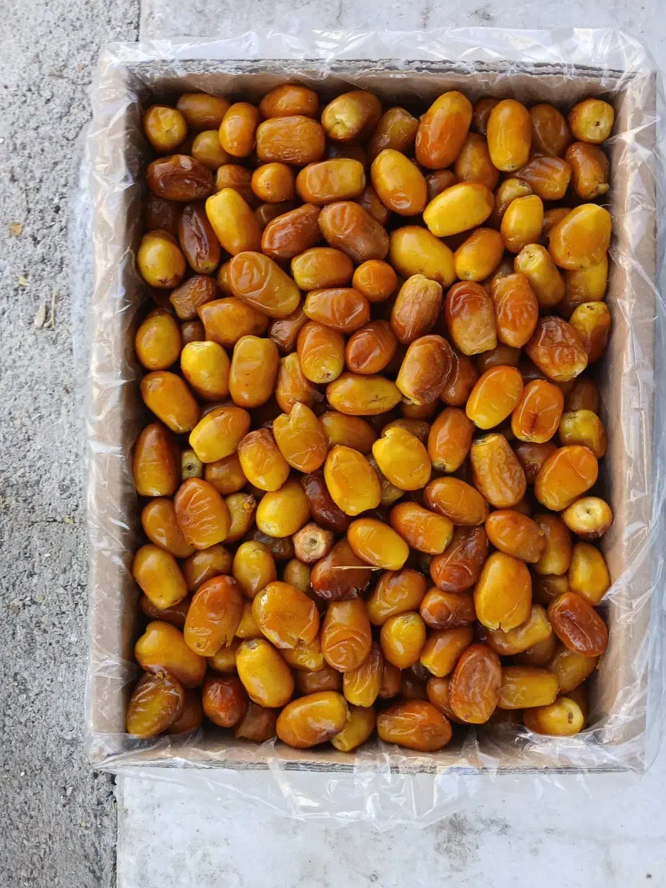 رطب|عمده‌فروشی|جهرم, |دیوار