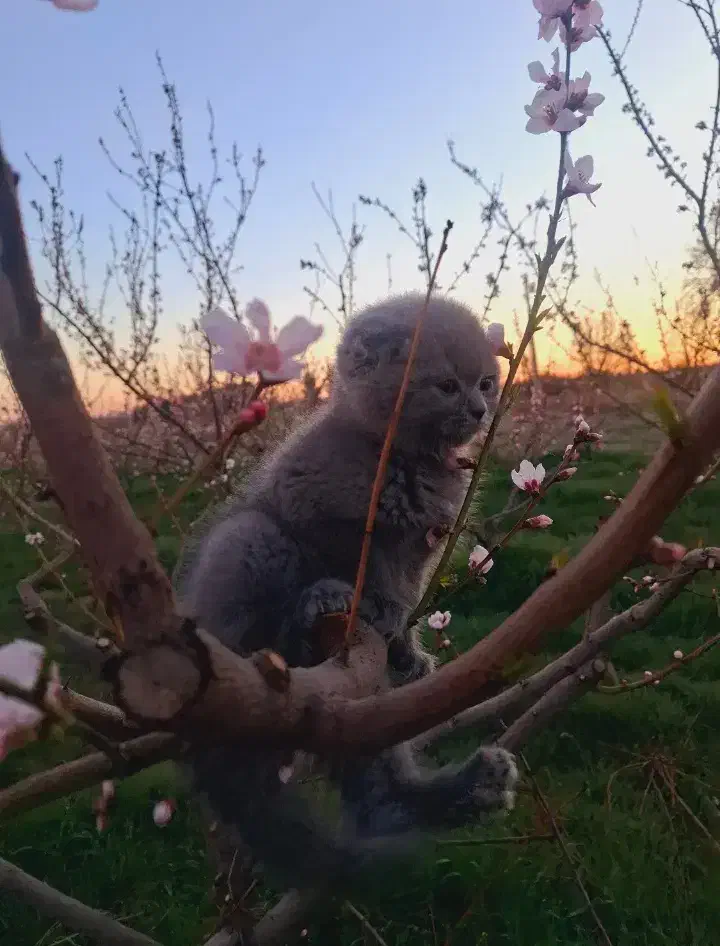 گربه برتیش با اصالت نر  شناسنامه دار  ۸ماهه|گربه|تهران, فرودگاه مهرآباد|دیوار