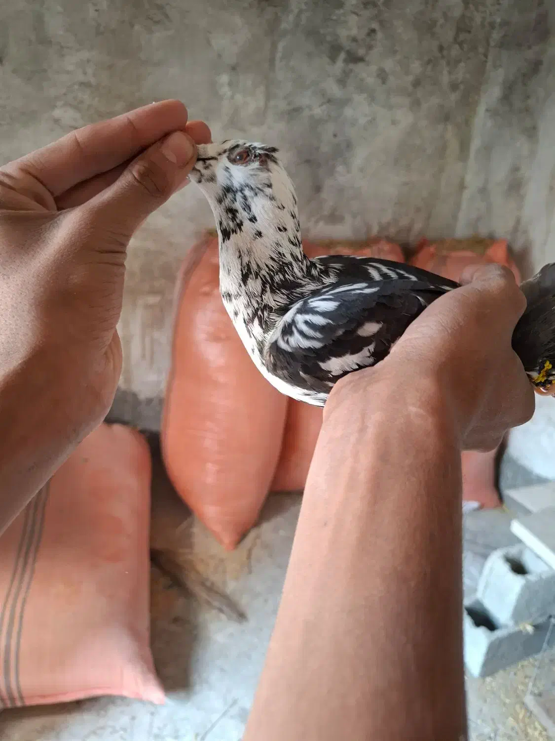 کبوتر گوره ای|پرنده|برازجان, |دیوار