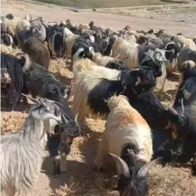 گله|حیوانات مزرعه|دلوار, |دیوار