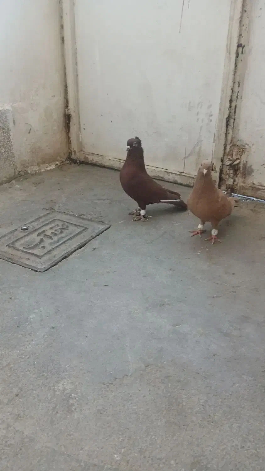 سرخ زرد نر و ماده اصلی|پرنده|سبزوار, زینبیه|دیوار